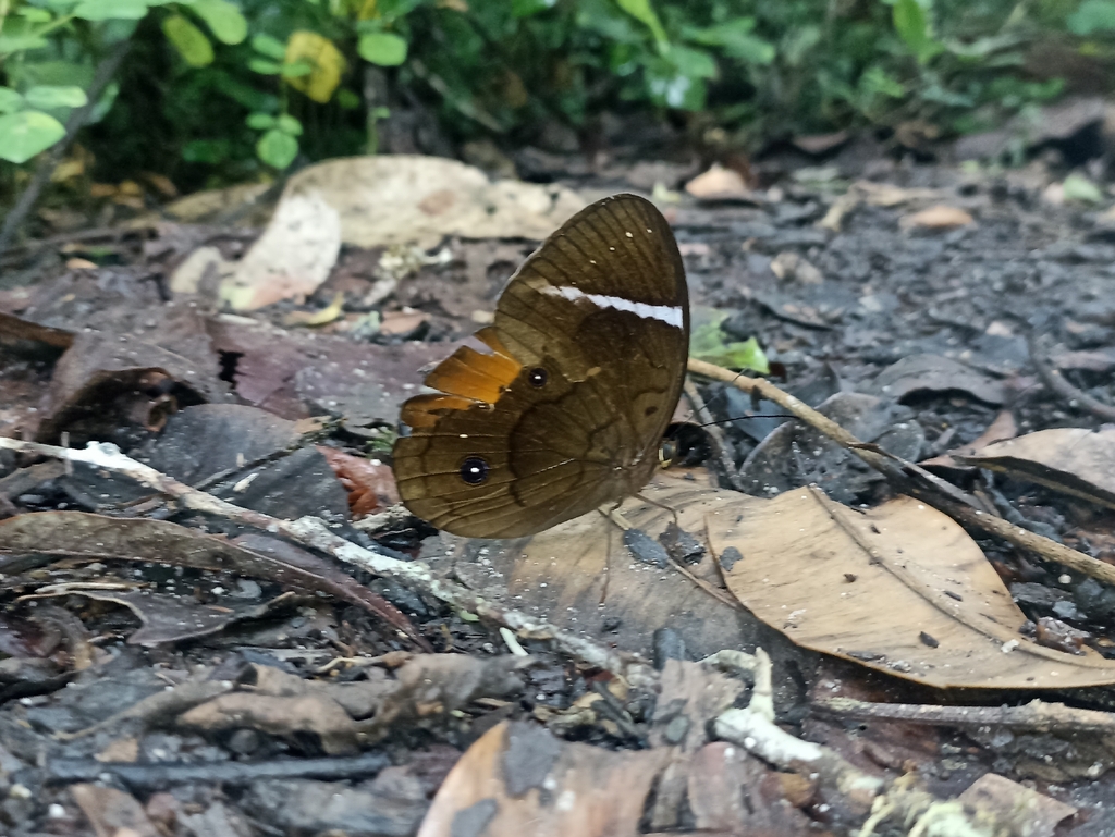 Faunis menado (Faunis menado)