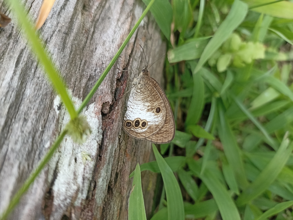 Ypthima gawalisi (Ypthima gawalisi)