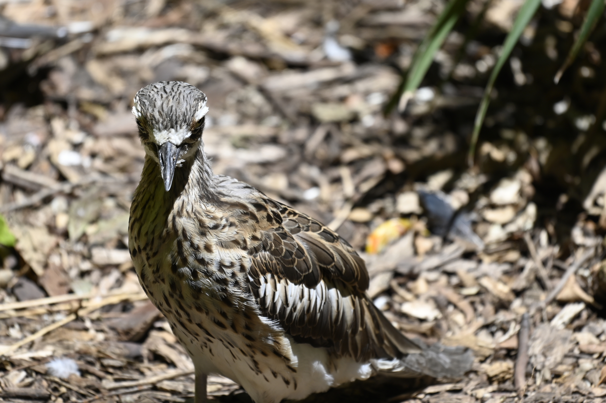 Bush Stone-curlew (Burhinus grallarius), photo 2