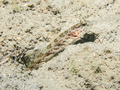 Lanceolate Shrimpgoby photo 3