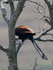 Centropus toulou
