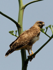 Buteo brachypterus