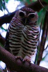Athene superciliaris