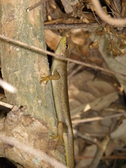 Lamprolepis smaragdina