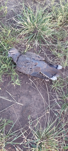 Eared Dove (Zenaida auriculata), photo 4