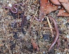 Indotyphlops braminus