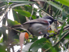 Calicalicus madagascariensis