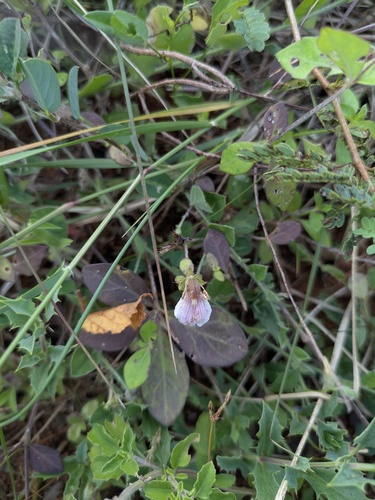 Blepharis maderaspatensis, photograph 6