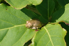 Osteopilus dominicensis