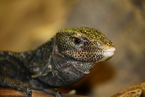 Black Tree Monitor