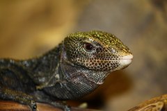 Black Tree Monitor photo 4
