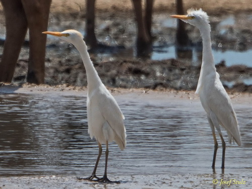 Western Cattle-Egret
