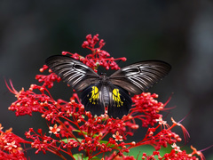 Troides haliphron