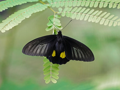 Troides haliphron