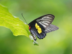 Troides haliphron