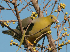 Treron australis