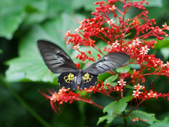 Troides haliphron