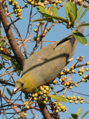 Treron australis