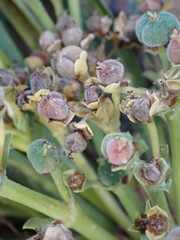 Euphorbia silenifolia, photograph (c) Nicola van Berkel, some rights reserved (CC BY-SA)