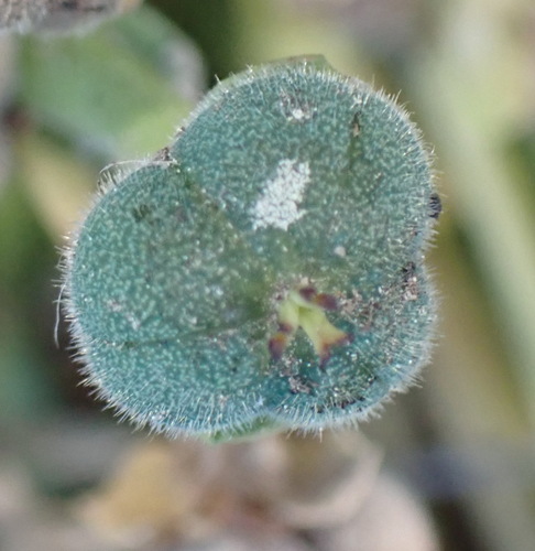 Narrowleaf Milkball (Euphorbia silenifolia)