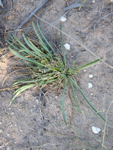 Euphorbia silenifolia, photograph 6