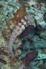 Crossosalarias macrospilus