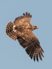 Buteo brachypterus