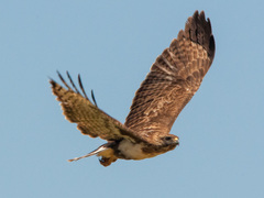 Buteo brachypterus
