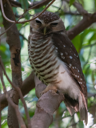 White-browed Owl