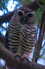 Athene superciliaris