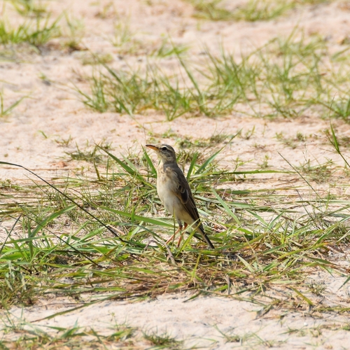 Long-legged Pipit (Anthus pallidiventris), photo 3