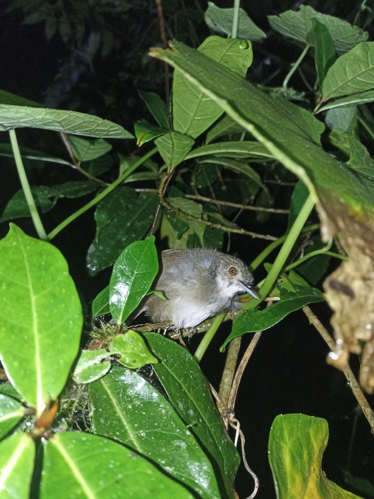 Sulawesi Babbler (Trichastoma celebense)