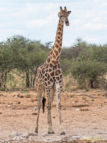 Angolan giraffe