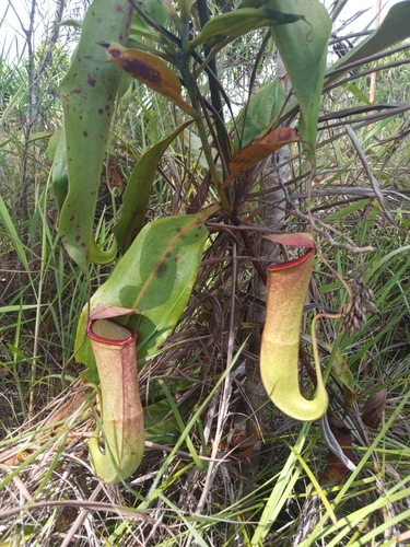 Nepenthes mirabilis