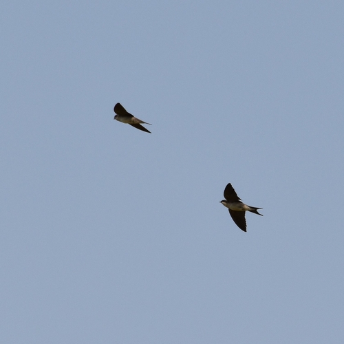 Grey-rumped Swallow (Pseudhirundo griseopyga), photo 3