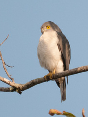 Accipiter francesiae