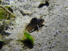 Pteroidichthys amboinensis