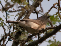 Newtonia brunneicauda