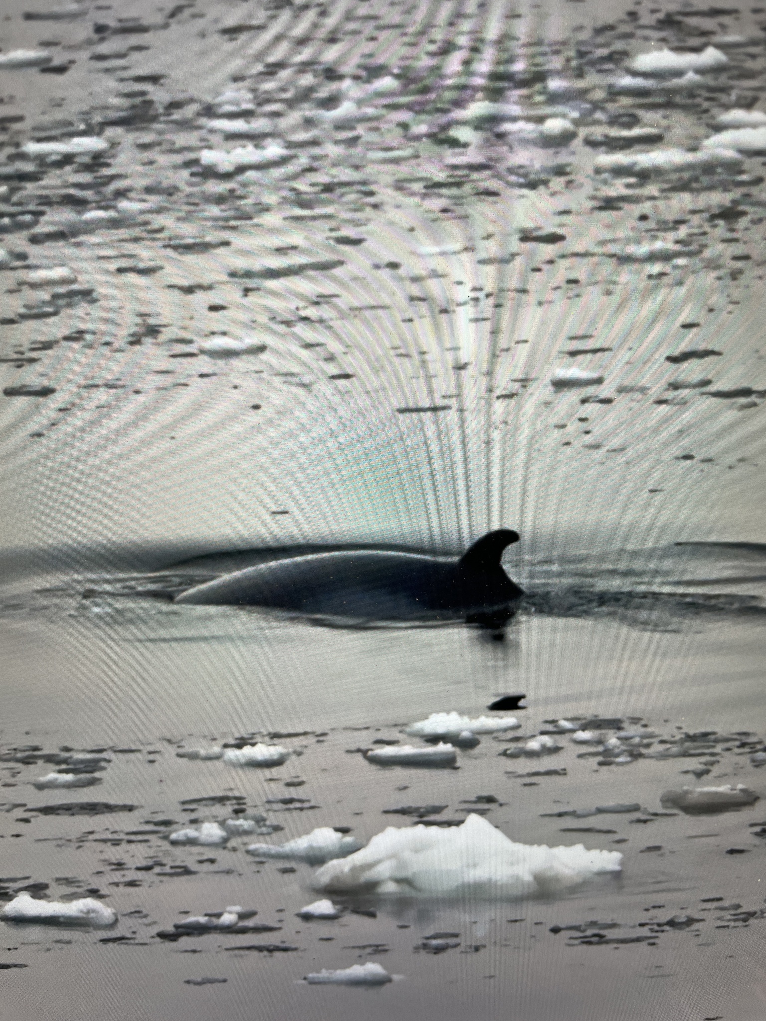 Balaenoptera bonaerensis