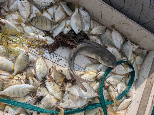 Hardhead sea catfish (Ariopsis felis) — Ariidae — 4