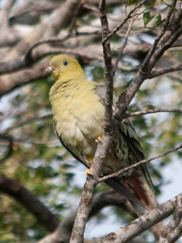 Madagascar Green Pigeon (Treron australis), photo 10