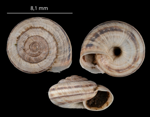 eccentric snail