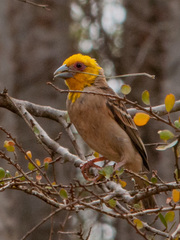 Ploceus sakalava