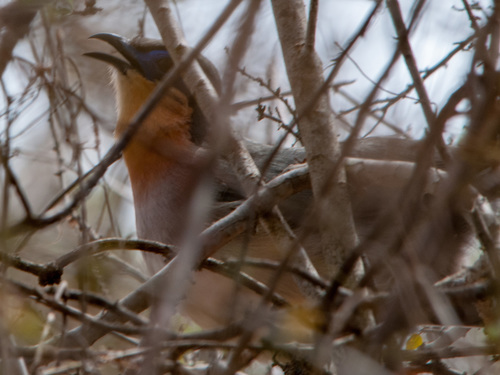 Cúa Corredor (Coua cursor)