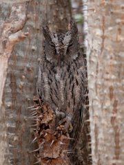 Otus rutilus
