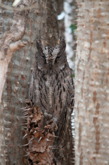 Otus rutilus