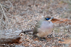 Coua ruficeps olivaceiceps