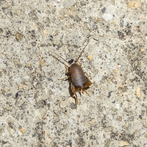 Eastern Ant Cricket photo 3