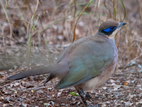 Olive-capped Coua