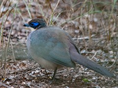 Coua ruficeps olivaceiceps